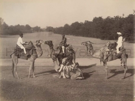 A rare and old photo of Camels at Baroda, were used before Railways, these group of Camels with their riders belonged to Sayajirao Gaekwad III