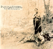 Maharanee Chimnabai Gaekwar of Baroda after hunting a tiger in the jungles of Rewah State in traditional navvari , ca 1940 (Baroda)