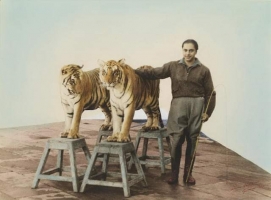 Maharaja of Gwalior with circus tigers, 1945 (Gwalior)