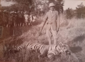 Rao Bahadur Thakur Jeoraj Singh Ji at tiger hunt (Harasar)
