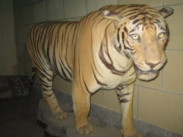 Full Size Tiger Trophy (Palitana)