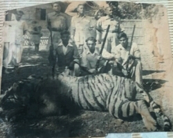 Kumar Subodh Chandra Singh Roy at Tiger shoot near Comilla (Rai Gobindpur)