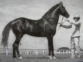 Raja Bhupat Singh ji Raja of Umaidnagar with his Marwari Stallion